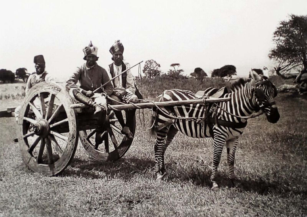 No começo do Século XX as pessoas tentaram domesticar as zebras 13