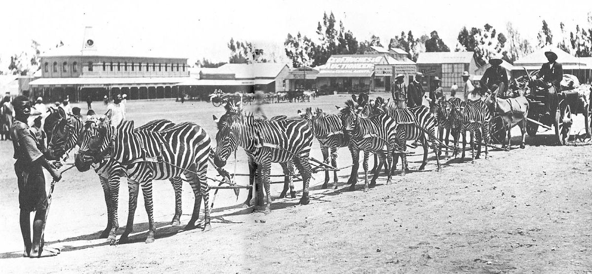 No começo do Século XX as pessoas tentaram domesticar as zebras 15
