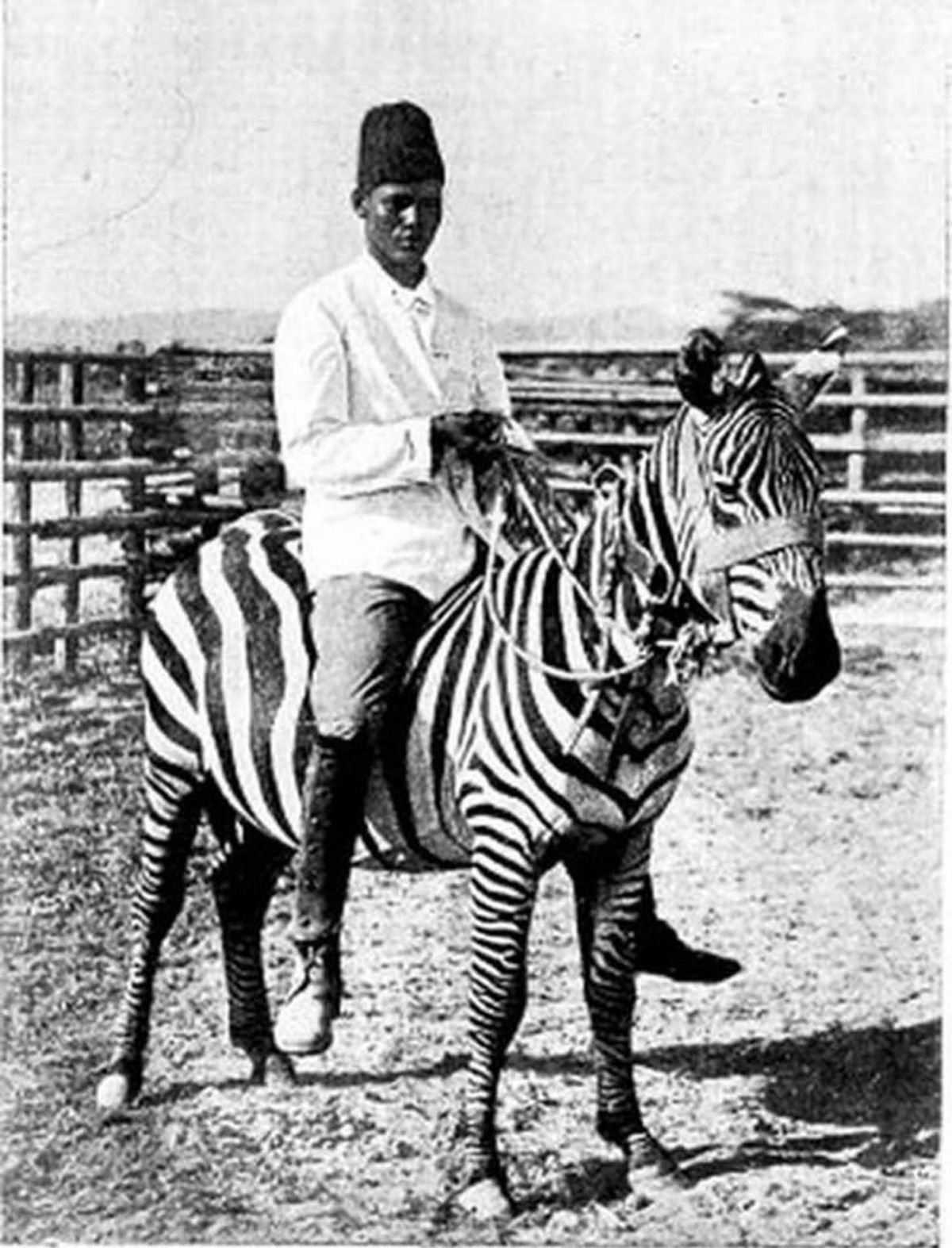 No começo do Século XX as pessoas tentaram domesticar as zebras 16