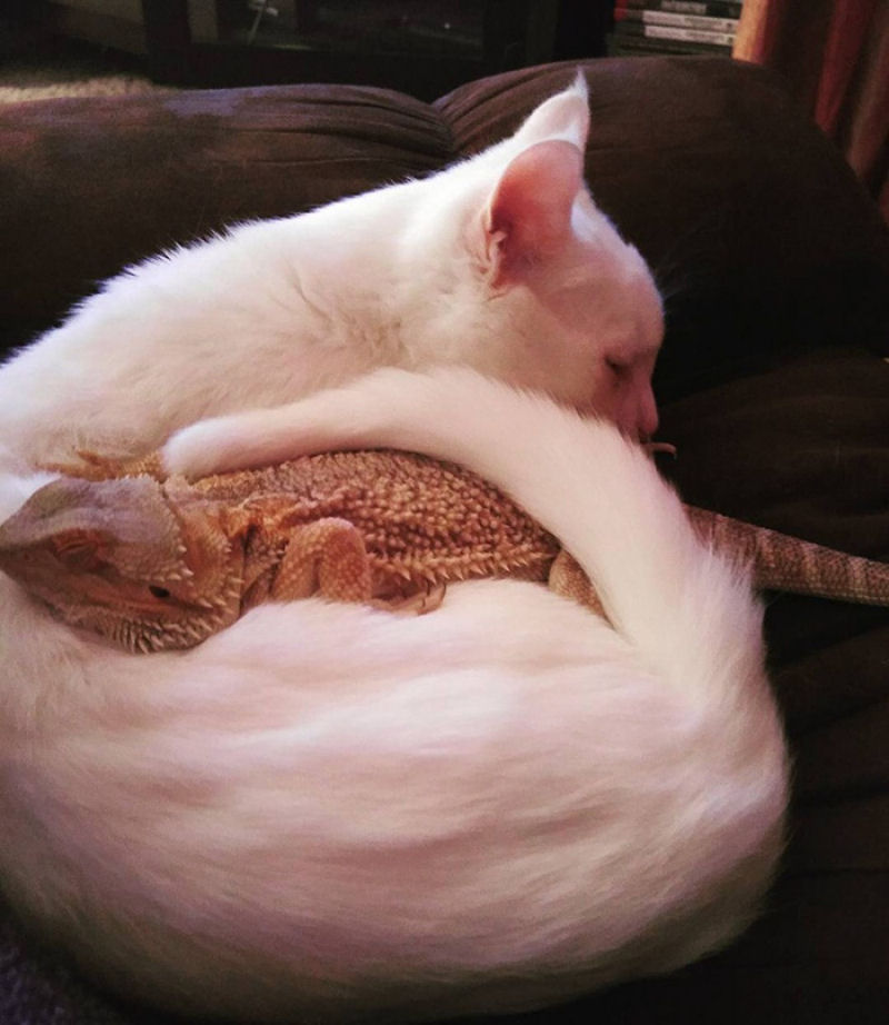 Um drago e um gato so os mais incomuns melhores amigos 04