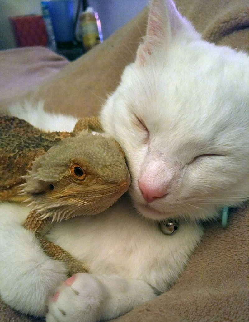 Um drago e um gato so os mais incomuns melhores amigos 05