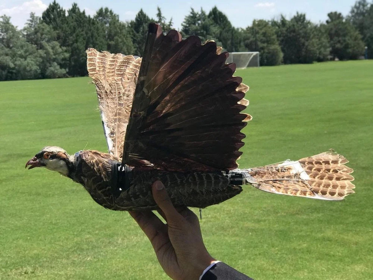 Cientistas esto fazendo drones a partir de aves taxidermizadas