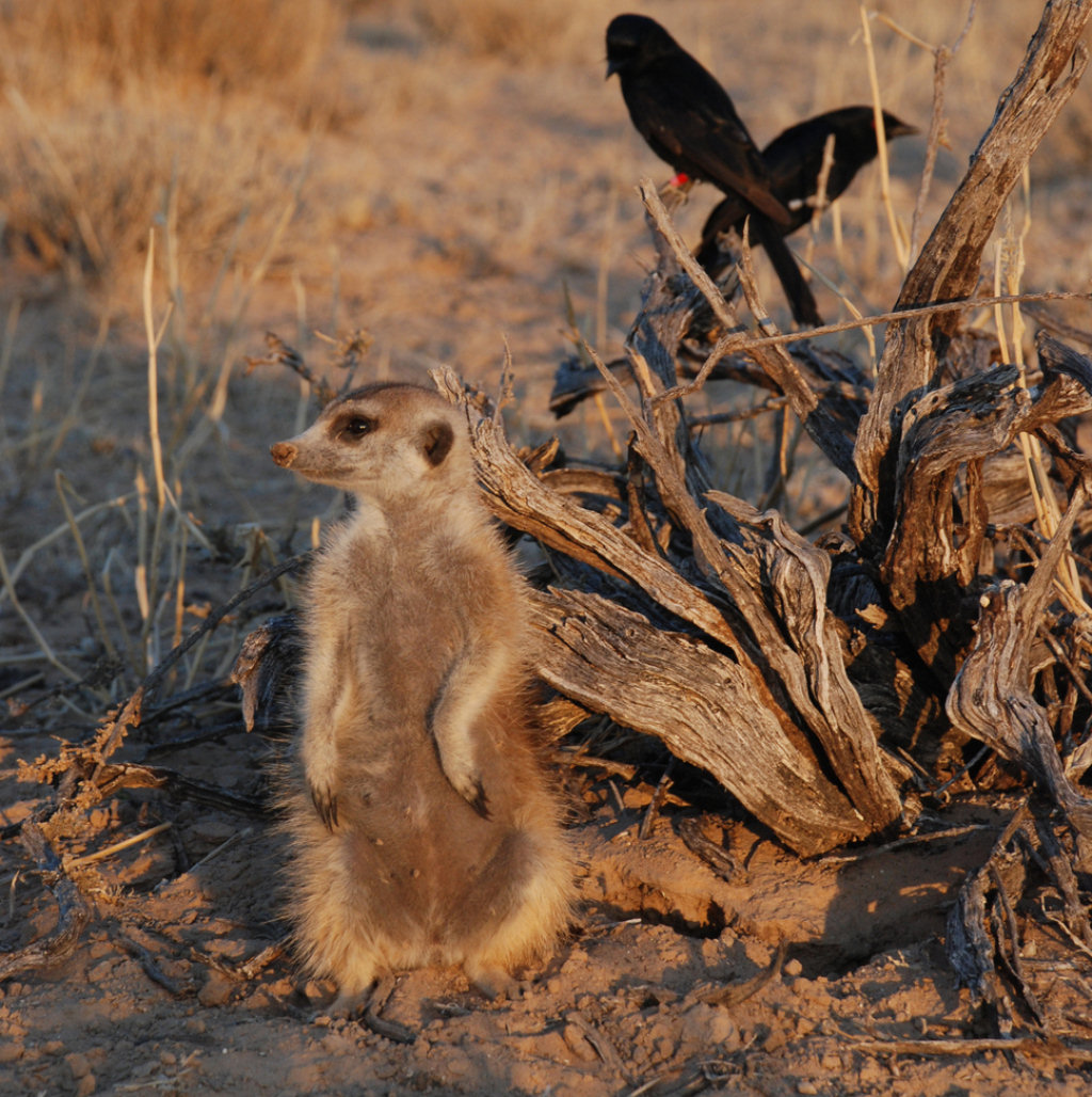 O malandro pssaro do Kalahari que engana os suricatos para que cacem para ele