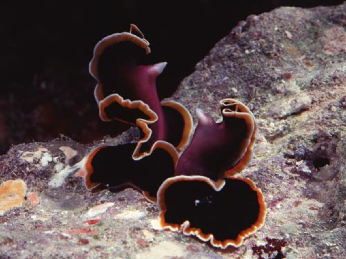 Os vermes marinhos que duelam com seus pênis de duas cabeças para decidir quem é a fêmea ou o macho da vez