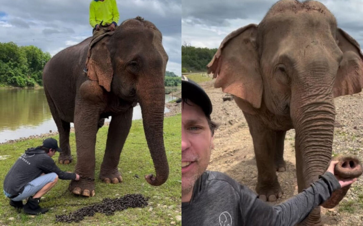 O primeiro gostinho de liberdade de um elefante depois de 31 anos de correntes