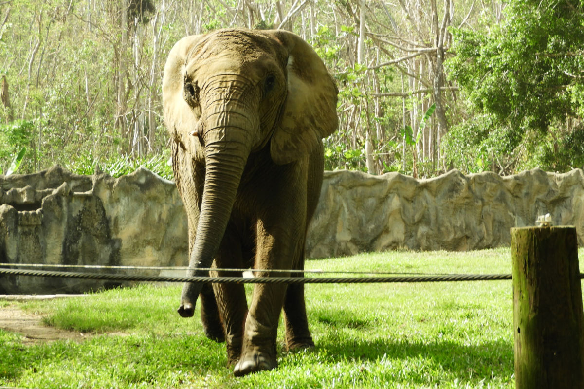 Mundi, a elefanta,  resgatada aps 35 anos em cativeiro e transferida para um santurio