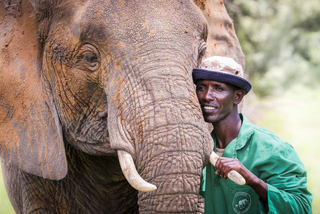 Elefanta queniana sobrevive contra todas as probabilidades