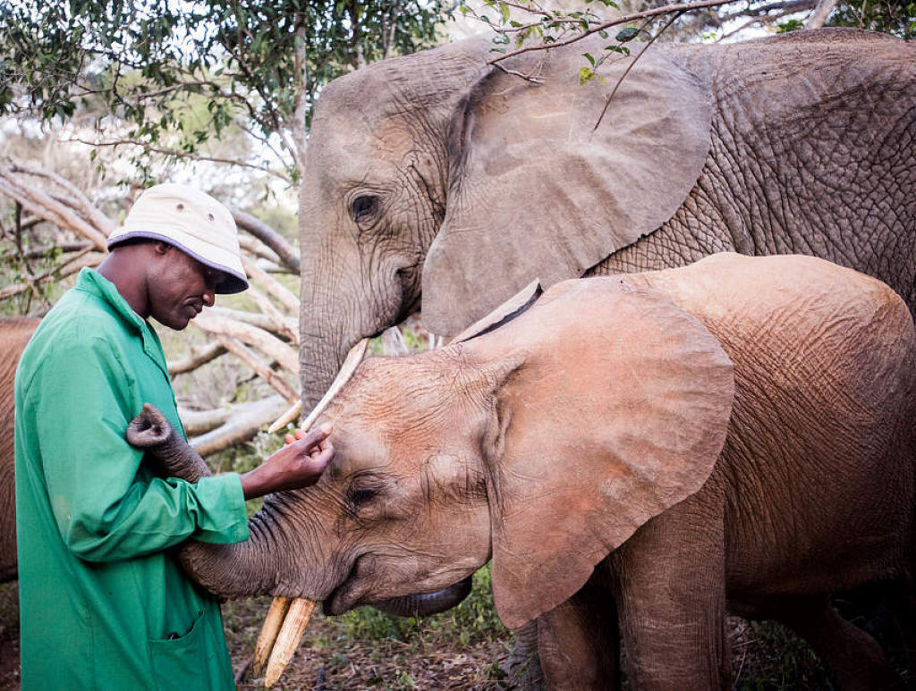 Elefanta queniana sobrevive contra todas as probabilidades