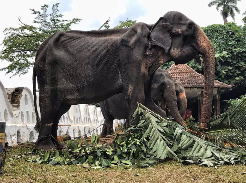 A imagem de uma desnutrida elefanta obrigada a desfilar no Sri Lanka comove o mundo