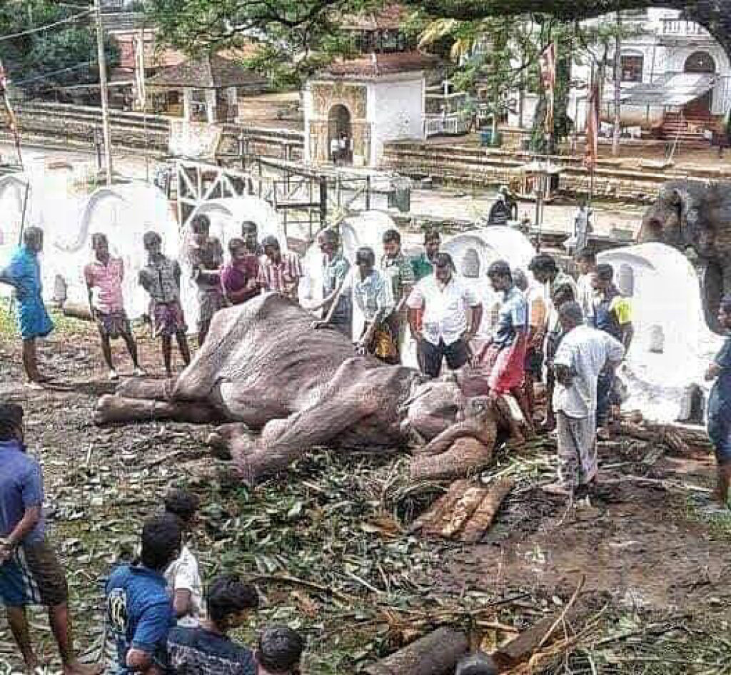 A imagem de uma desnutrida elefanta obrigada a desfilar no Sri Lanka comove o mundo