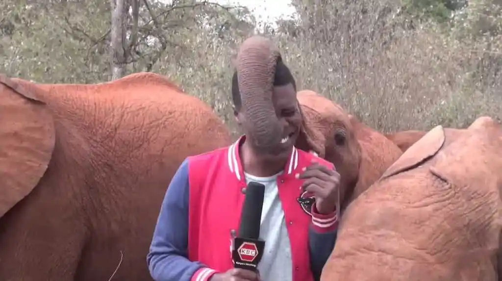 Reprter  interrompido por um elefante beb hilrio que no consegue manter sua tromba longe dele