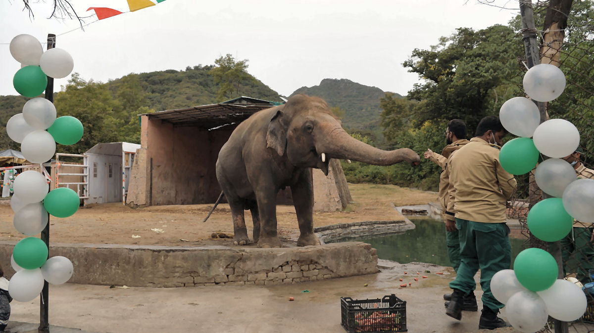 O elefante mais 'solitário do mundo' finalmente terá alguns amigos e um lar para chamar de seu