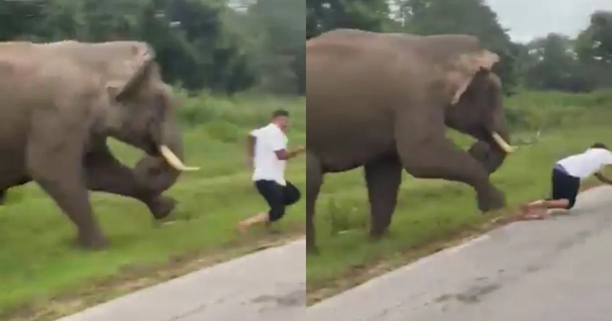 Turista é pisoteado por elefante após tentar tirar selfie com ele