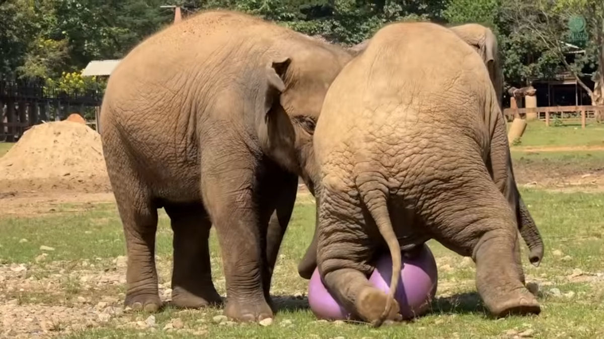 Elefantas jovens tentam, de forma ador�vel, estourar bolas de ioga