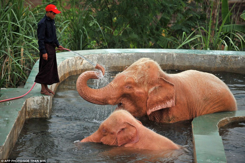 Voc no est imaginando coisas, os elefantes rosas existem