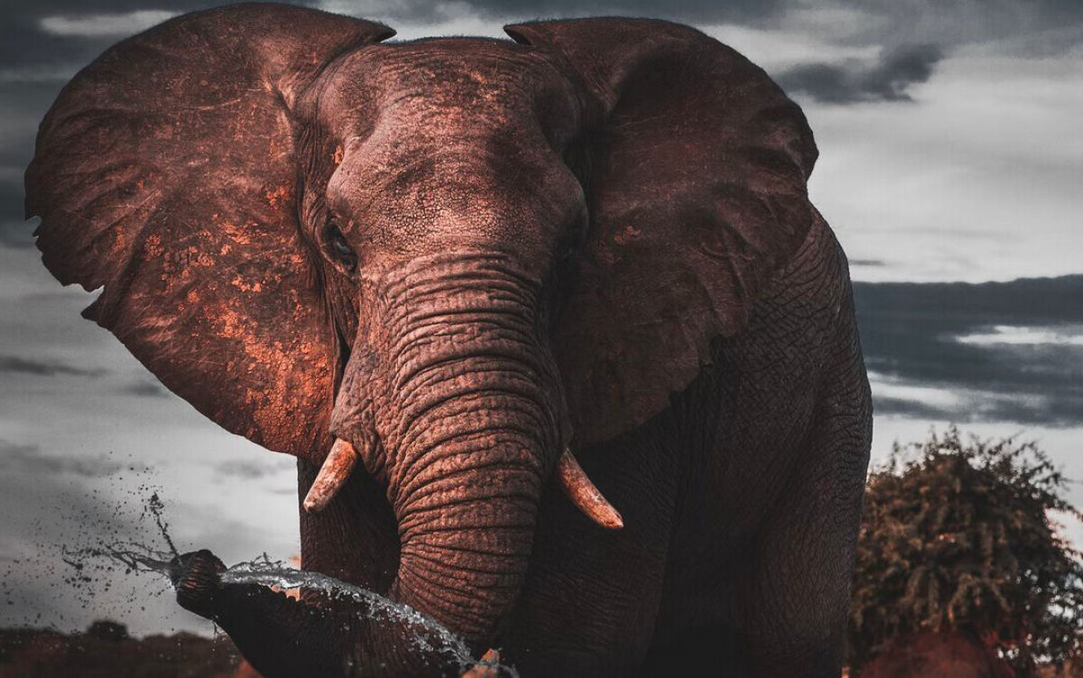 Ningum sabia muito bem por que os elefantes dificilmente contraem cncer... at agora