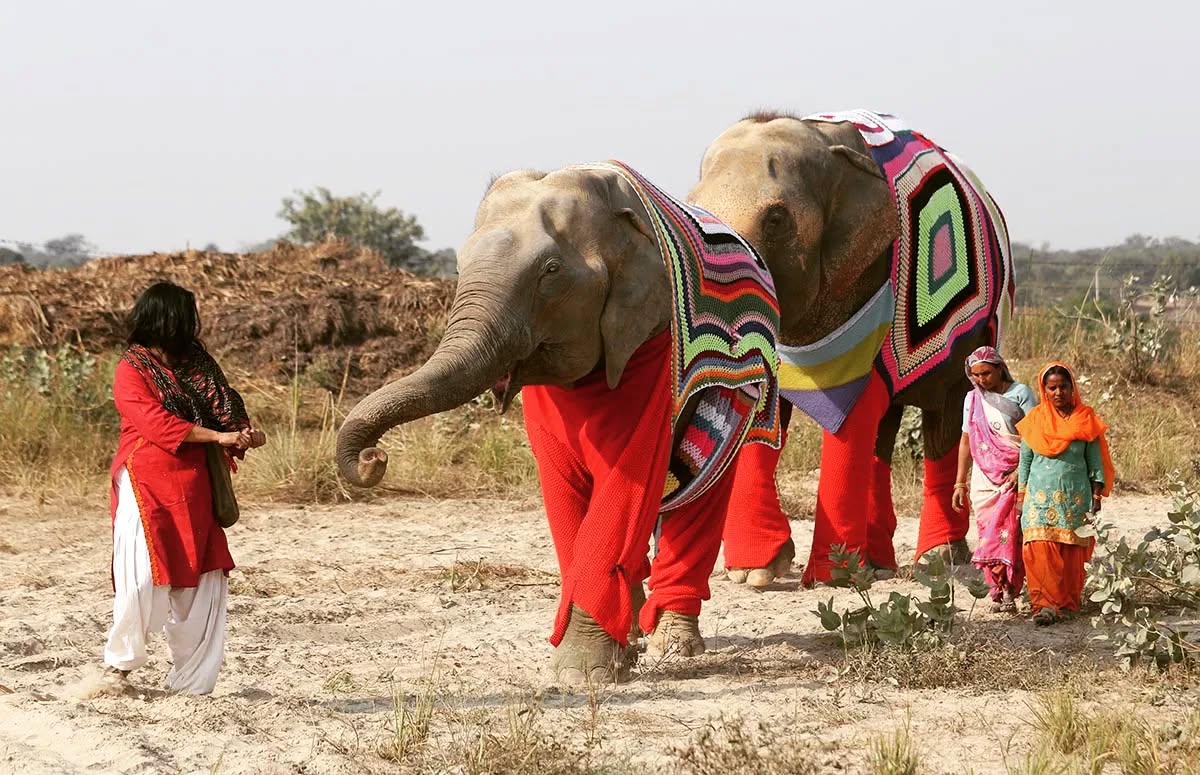 Elefantes resgatados usam su�teres tricotados � m�o para se manterem aquecidos no inverno