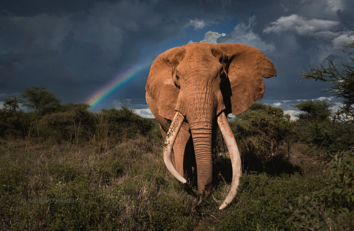 Craig, o elefante 'super presas' favorito dos fotógrafos, faleceu