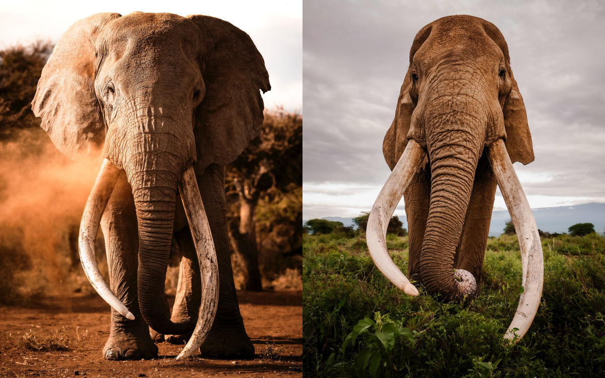 Craig, o elefante 'super presas' favorito dos fotógrafos, faleceu