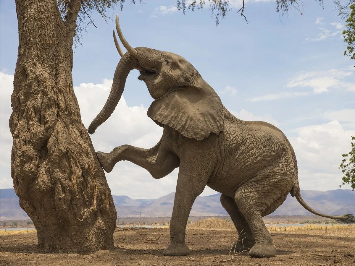 Por que os elefantes derrubam enormes árvores?