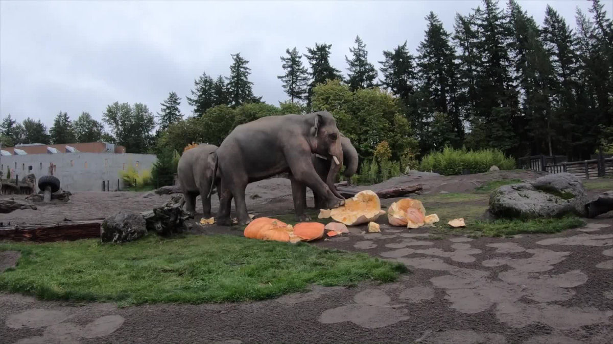 Elefantes se divertem esmagando abóboras gigantes