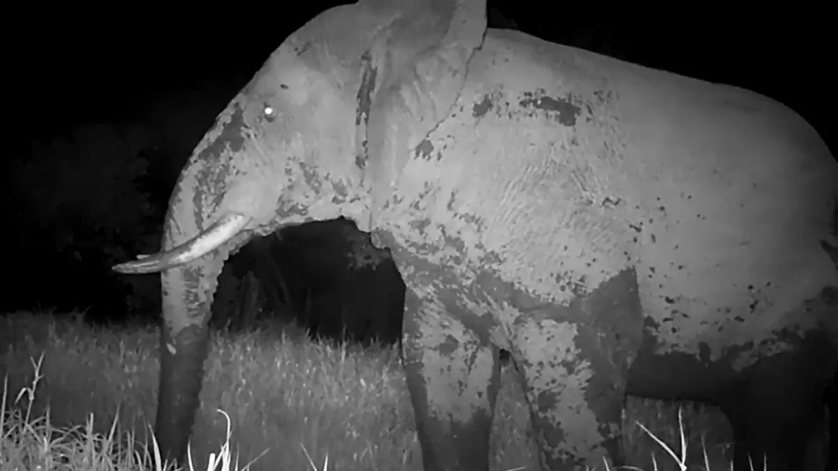Elefante fantasma incrivelmente raro é visto no Senegal pela primeira vez em anos