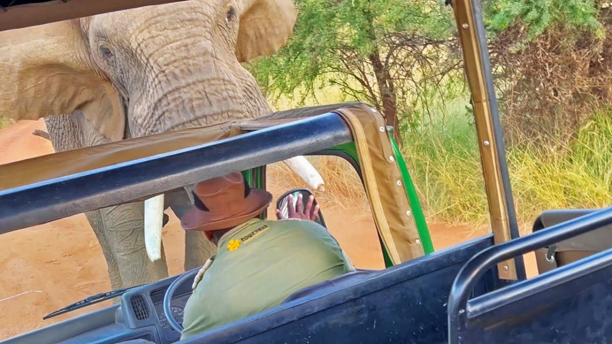 Elefante furioso aterroriza turistas que chegaram muito perto na frica do Sul