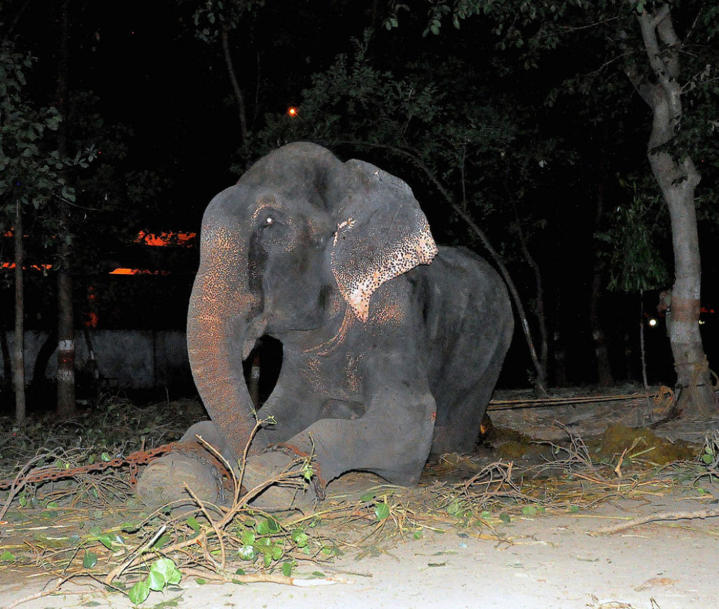 Elefante chora depois de ser resgatado de 50 anos de sofrimento e escravidão 01