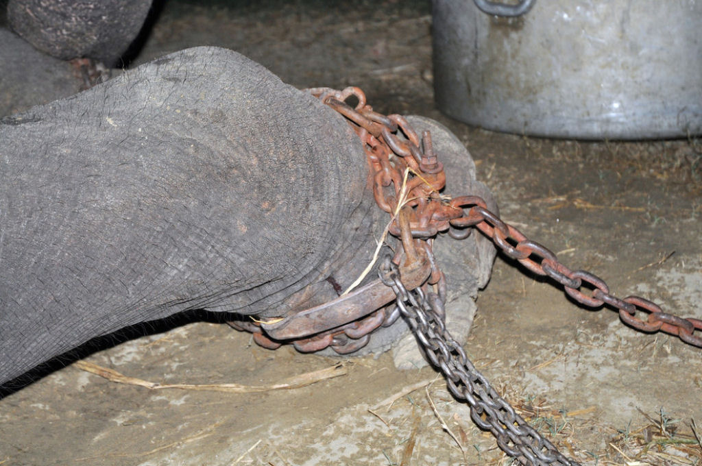 Elefante chora depois de ser resgatado de 50 anos de sofrimento e escravidão 02
