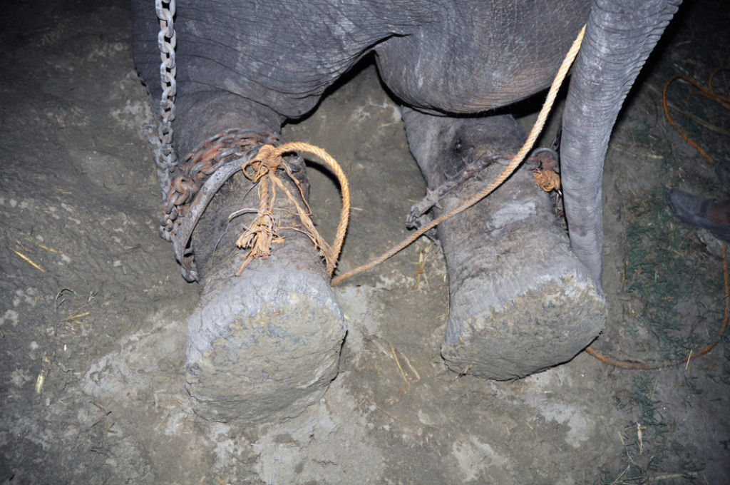 Elefante chora depois de ser resgatado de 50 anos de sofrimento e escravidão 03