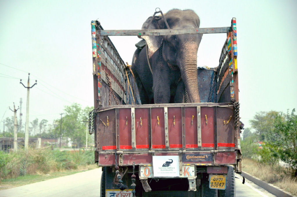 Elefante chora depois de ser resgatado de 50 anos de sofrimento e escravidão 06