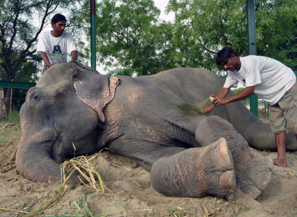Elefante chora depois de ser resgatado de 50 anos de sofrimento e escravidão 07