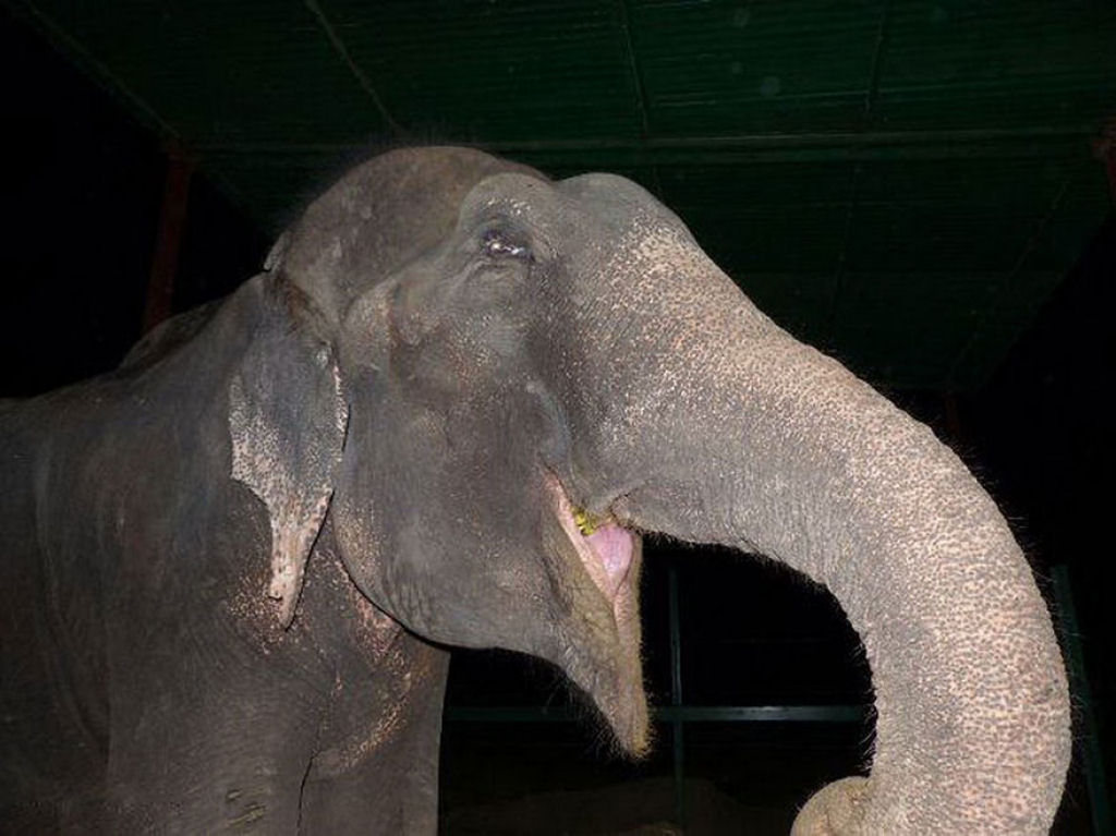 Elefante chora depois de ser resgatado de 50 anos de sofrimento e escravidão 08