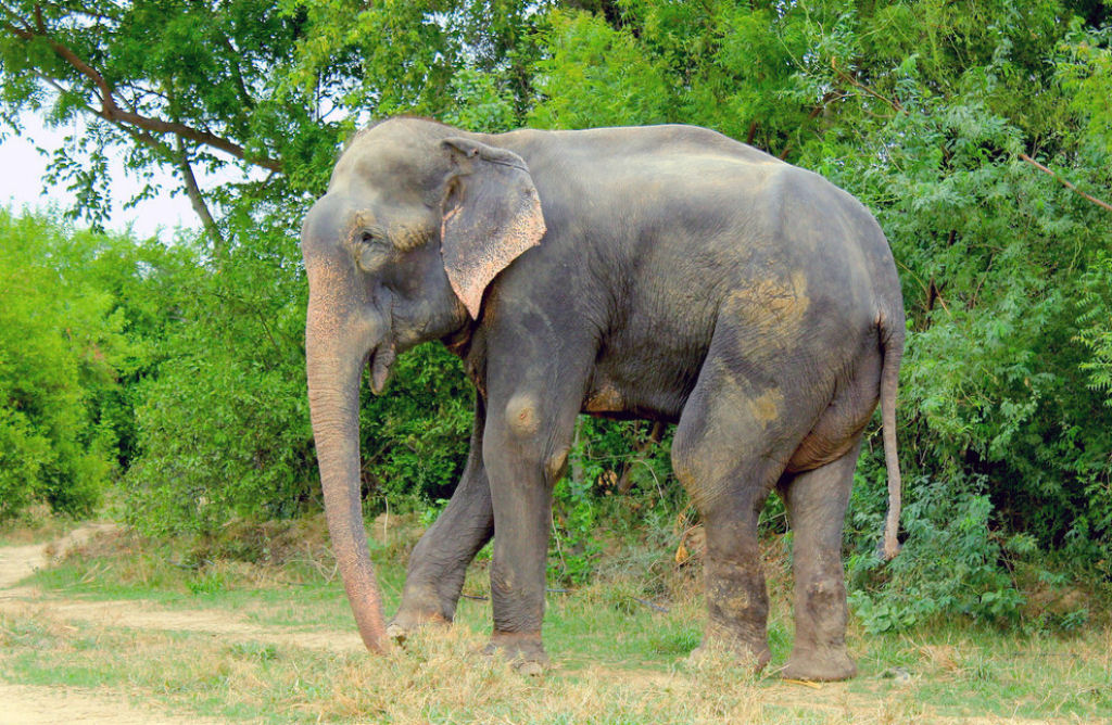 Elefante chora depois de ser resgatado de 50 anos de sofrimento e escravidão 09