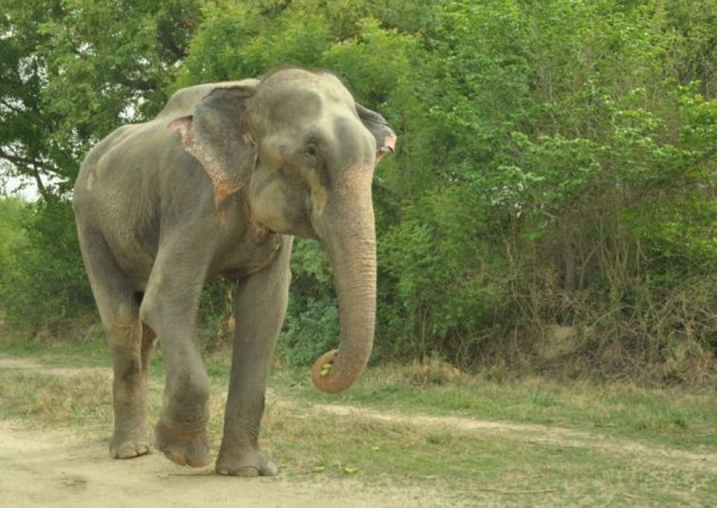 Elefante chora depois de ser resgatado de 50 anos de sofrimento e escravidão 10