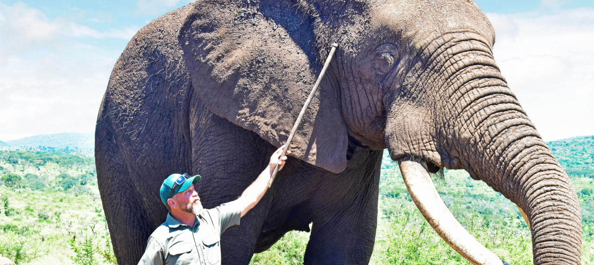 A curiosas história de Rambo, provavelmente o maior elefante do mundo