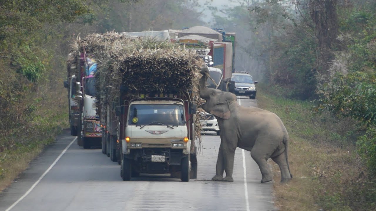 Elefante tira proveito de uma placa de travessia de elefante para roubar um lanche de um caminho