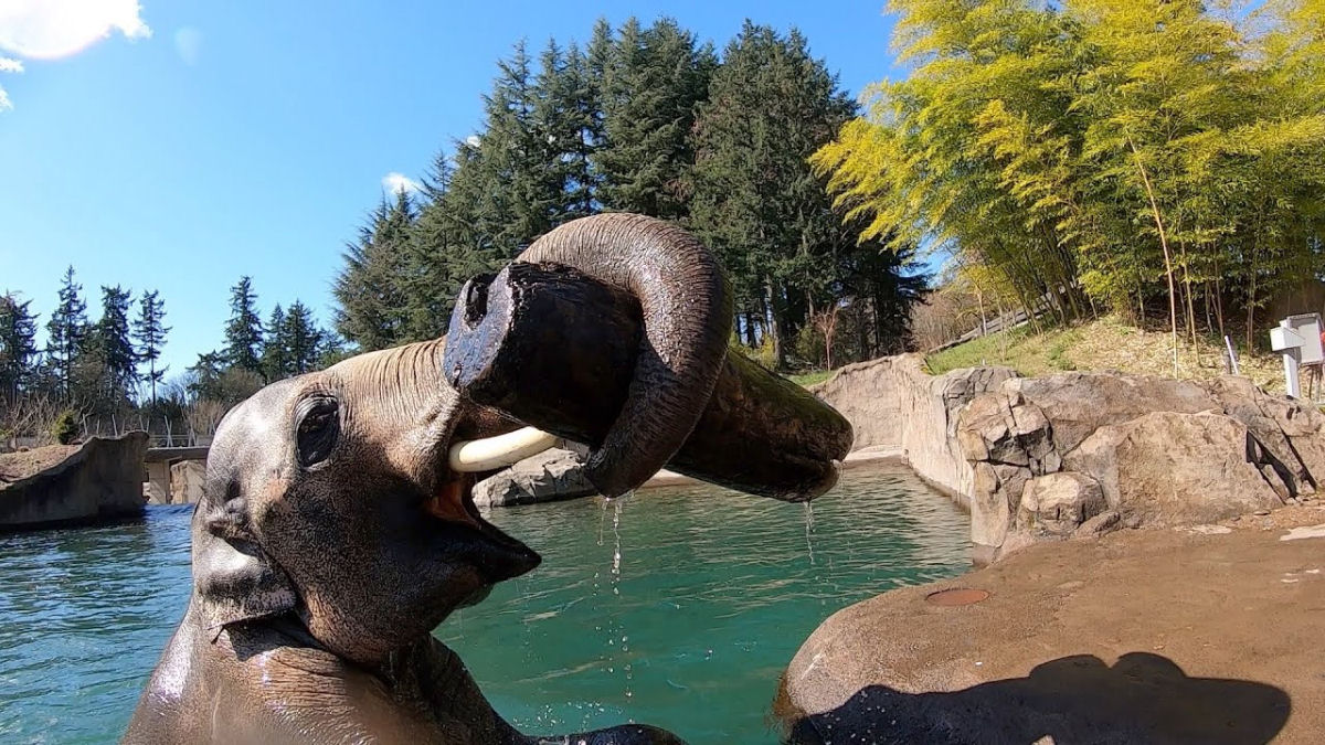 Elefante mergulha alegremente com seu novo brinquedo flutuante