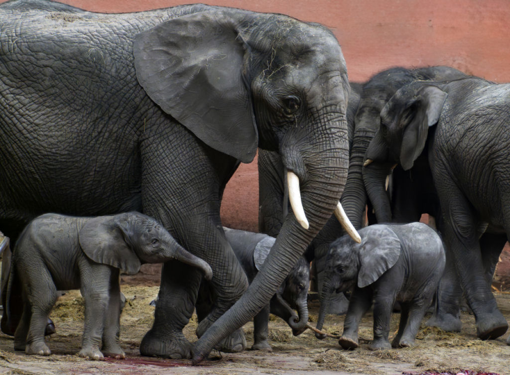 Zoo holands vive boom de filhotas de elefantes