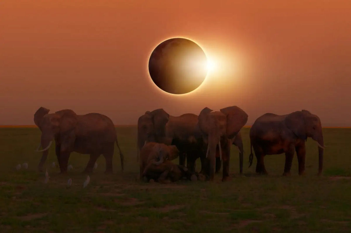 Os animais realmente apresentam comportamentos estranhos durante os eclipses?