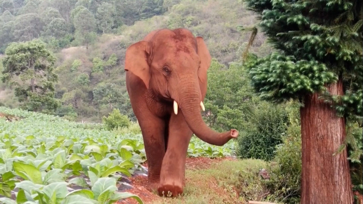 Elefante solitário que deixou o 'rebanho errante' foi enviado para a reserva