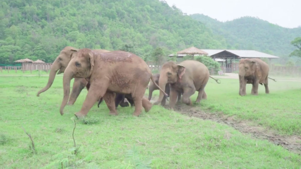 Como a cincia explica o vdeo de um grupo de elefantes correndo ao encontro de uma cria resgatada