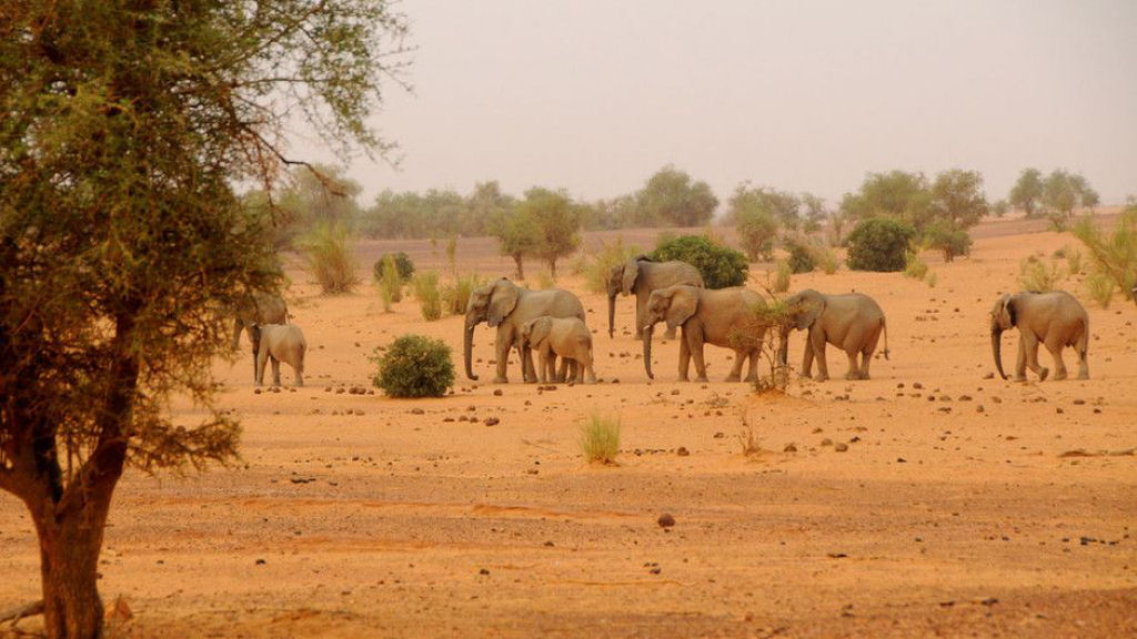 Os elefantes migratrios do Mali