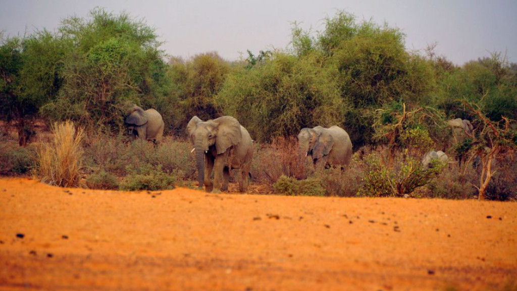 Os elefantes migratrios do Mali