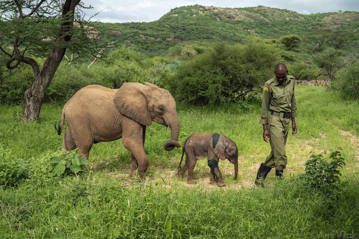 Como uma comunidade no Quênia se uniu para ajudar elefantes órfãos