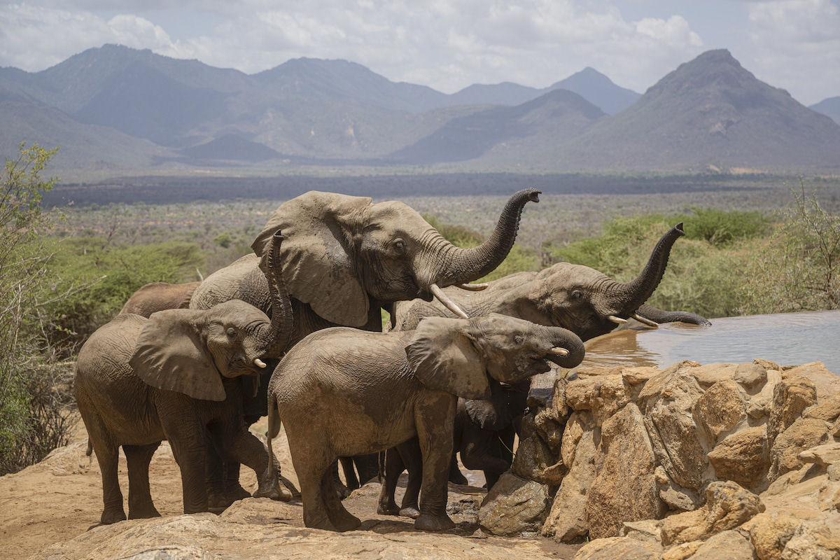 Como uma comunidade no Quênia se uniu para ajudar elefantes órfãos