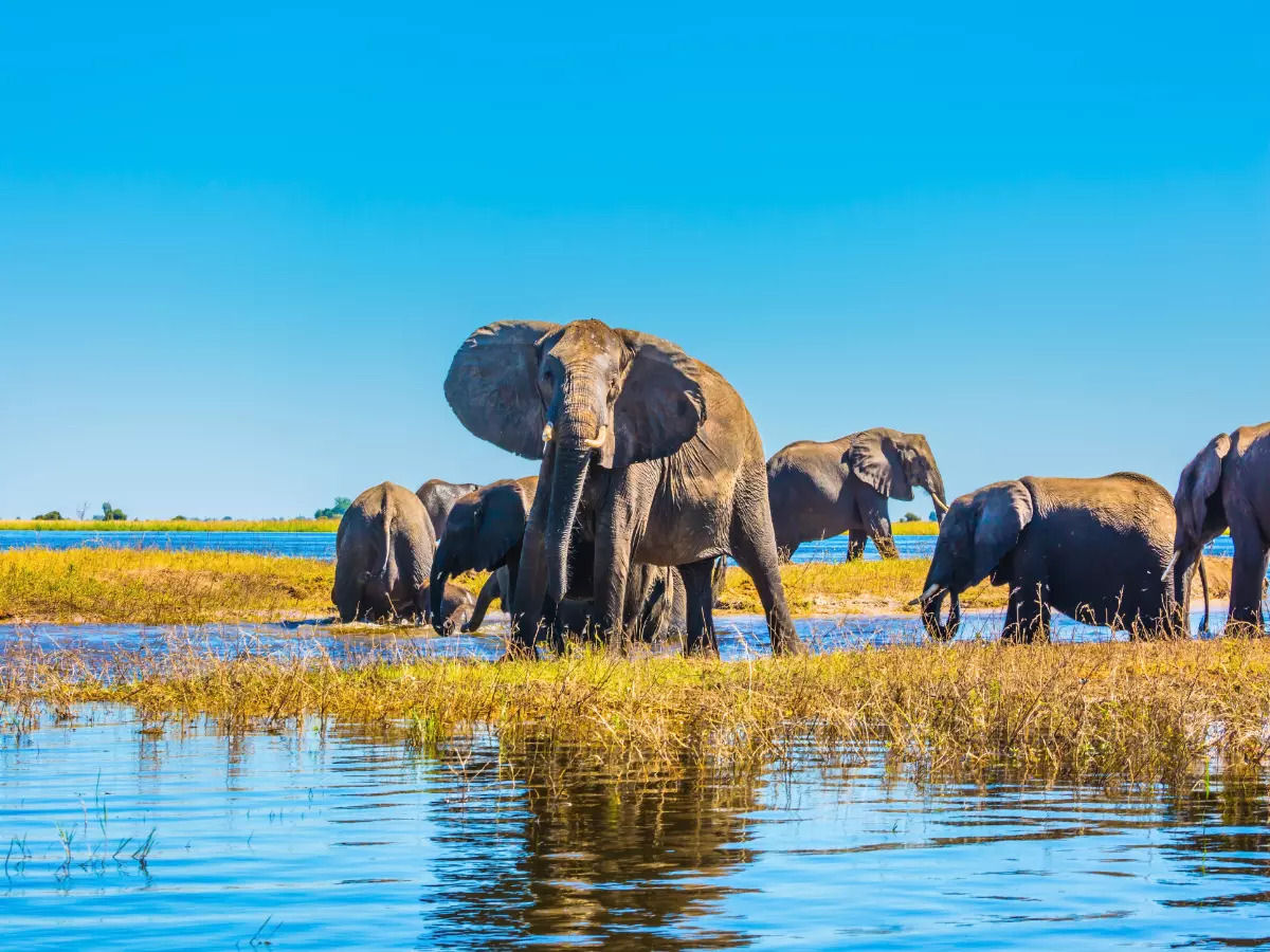 Os elefantes so os verdadeiros arquitetos do Delta do Rio Cubango