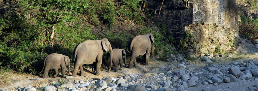 Os elefantes mineradores de sal do Monte Elgon, no bero da humanidade