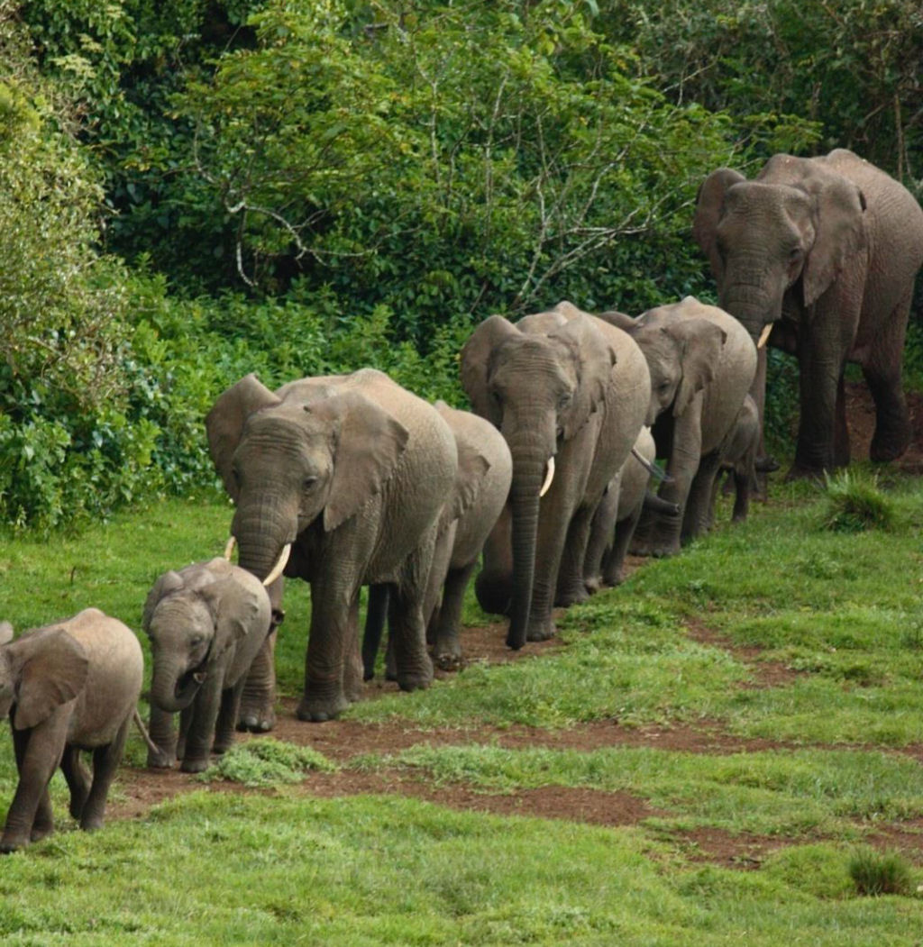 Os elefantes mineradores de sal do Monte Elgon, no bero da humanidade