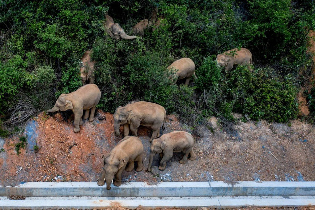 Manada de elefantes viaja durante 6 meses cruzando estradas e cidades na China